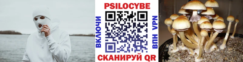 Галлюциногенные грибы Cubensis Нерюнгри
