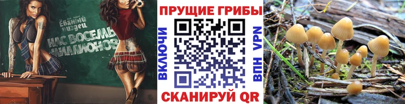 Галлюциногенные грибы Magic Shrooms закладки Нерюнгри